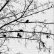 Disegno-per-rivestimento-ceramico-naturalistico-black-&-white-2017